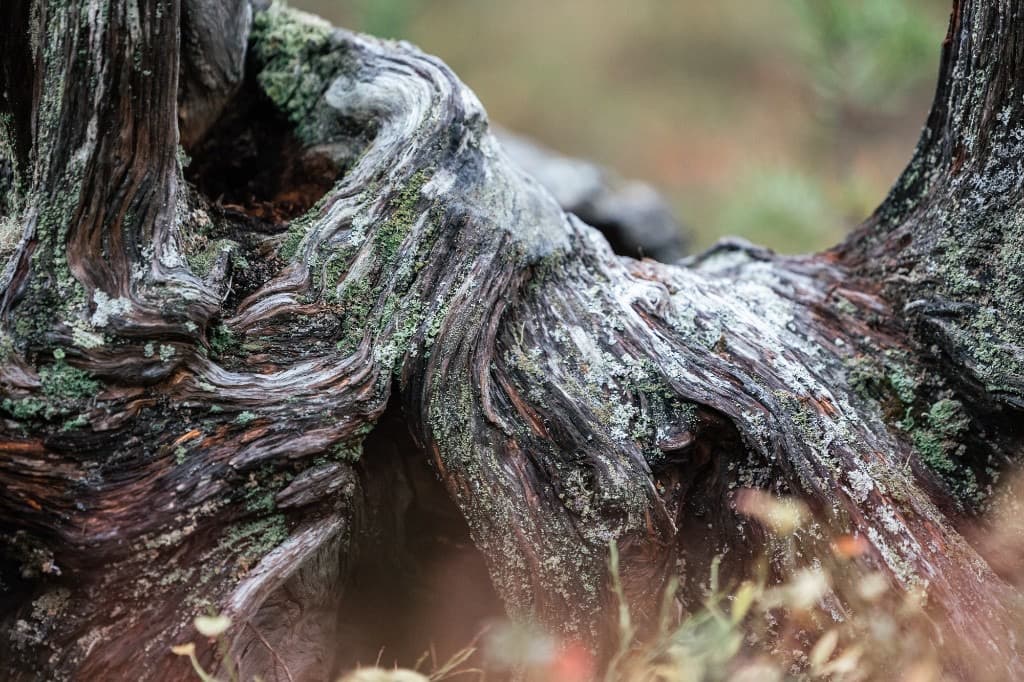 Ancient pine root on the forest floor
